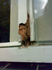 houtrot Windowcare